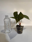 Anthurium Papi FS x RL x Luxurians *Multiples Available*