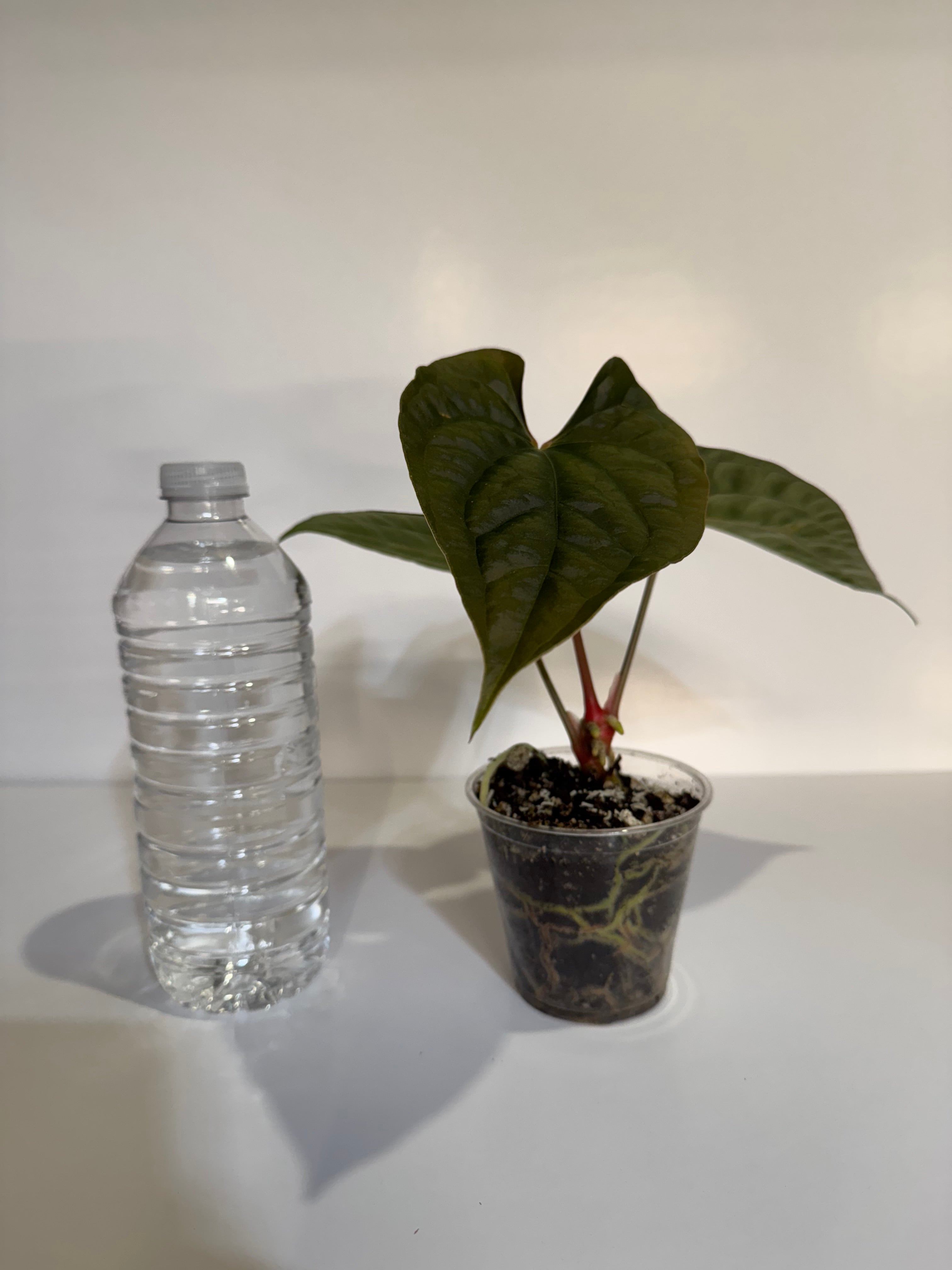 Anthurium Papi FS x RL x Luxurians *Multiples Available*