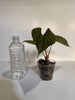 Anthurium Papi FS x RL x Luxurians *Multiples Available*
