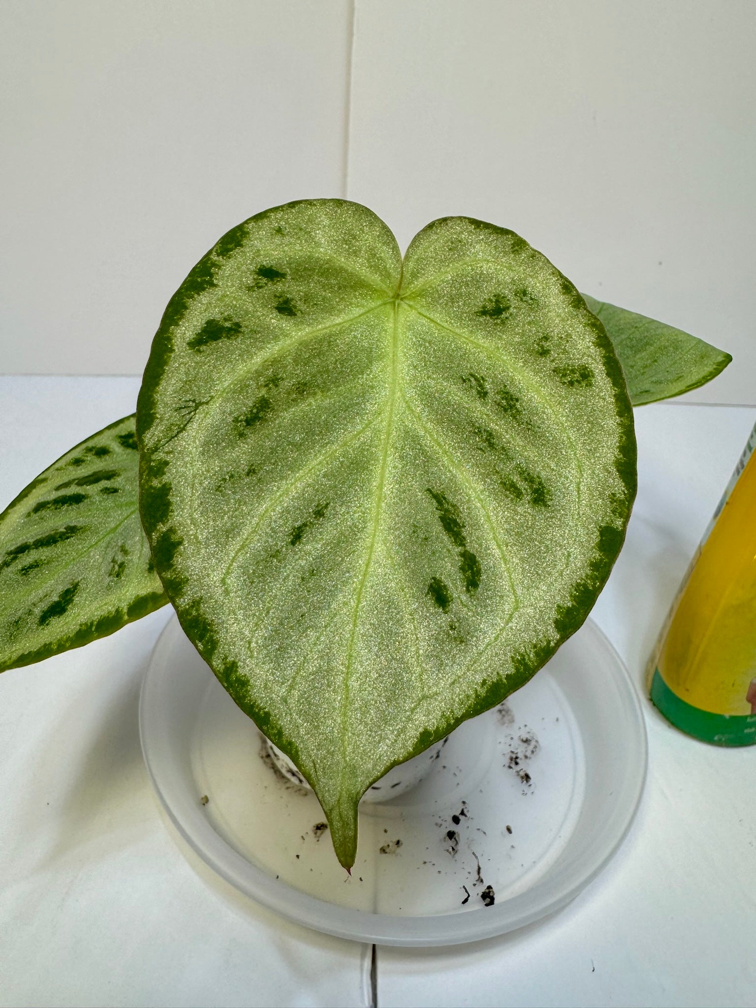 *Grower’s Choice* Anthurium Silver Blush