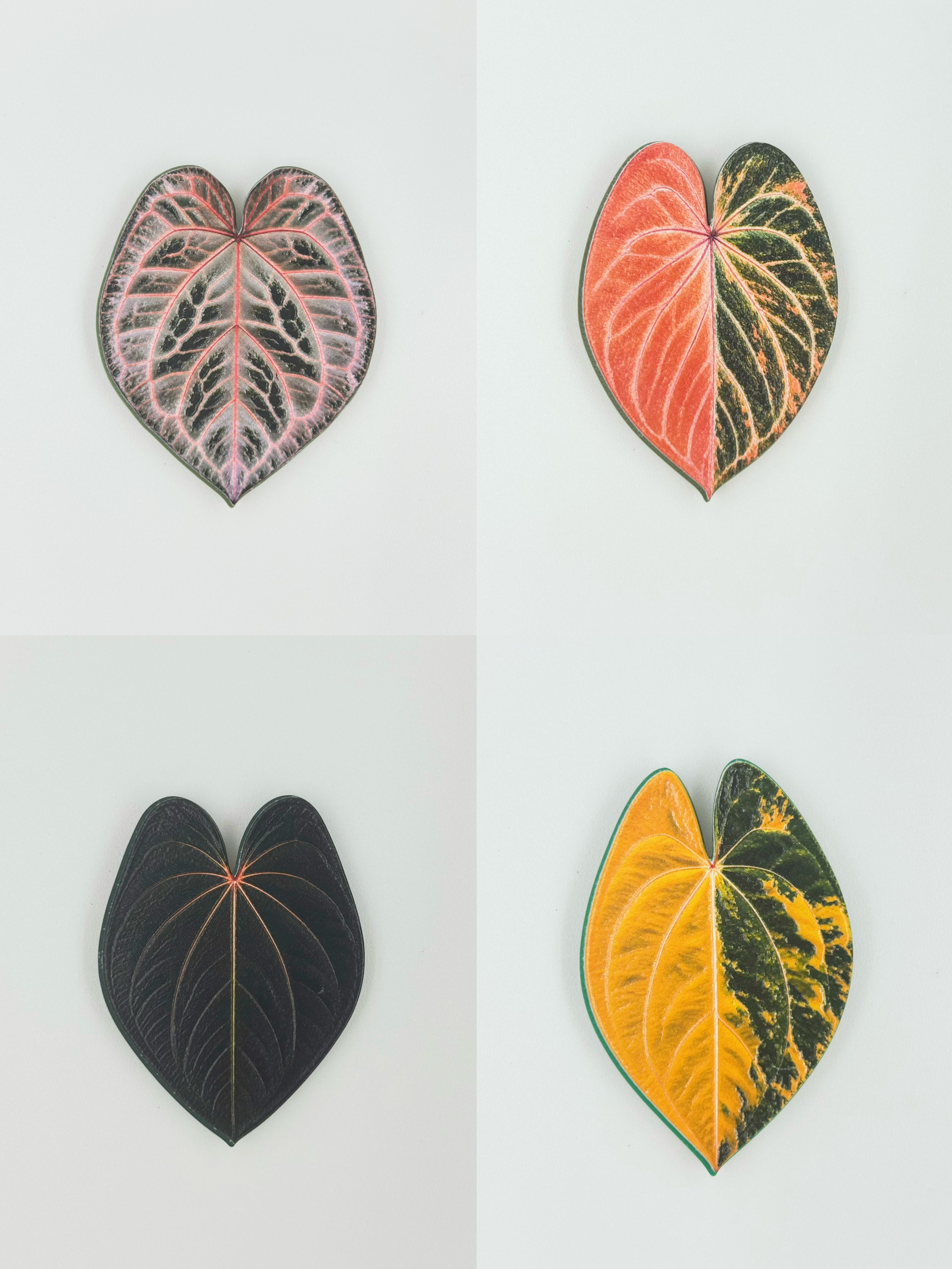 Tropical Leaf Magnet — Anthurium Series