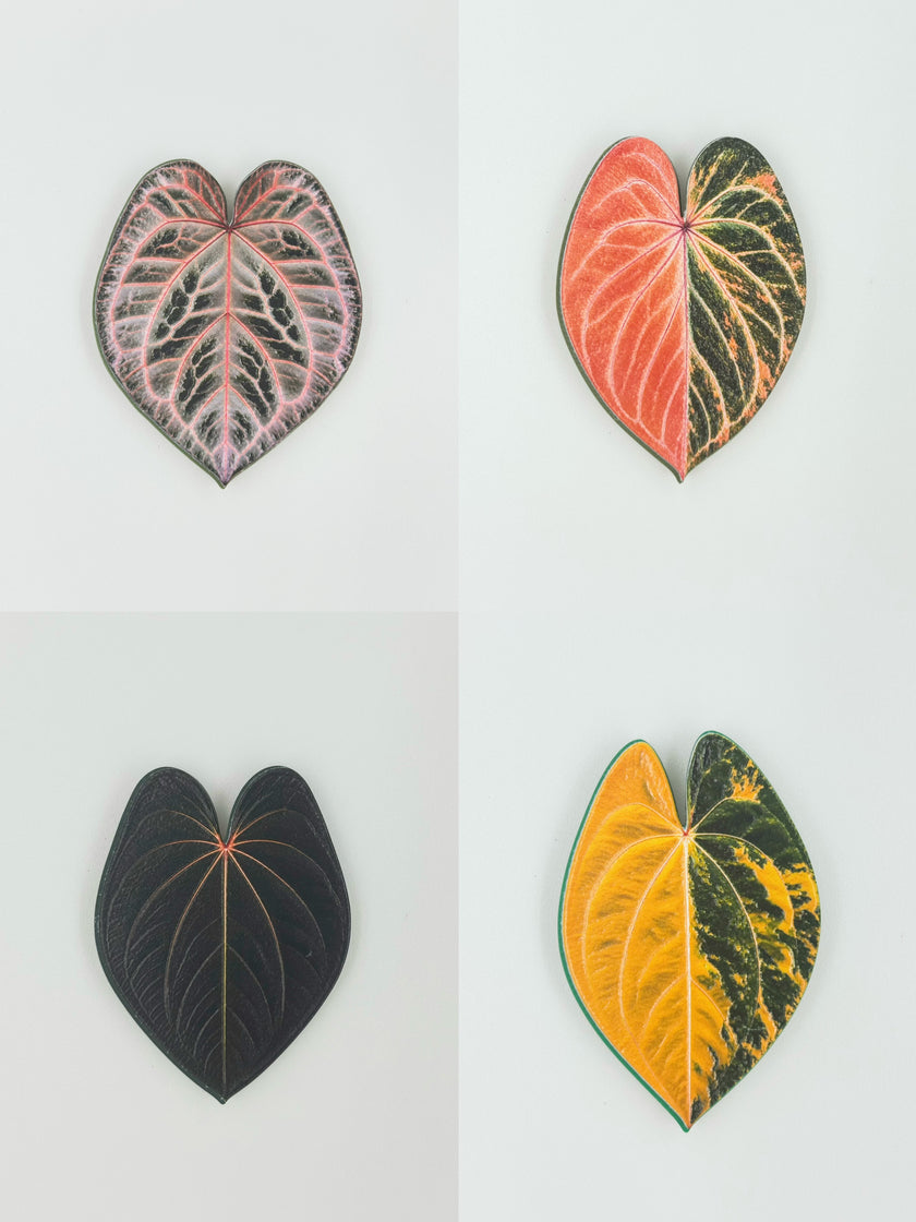 Tropical Leaf Magnet — Anthurium Series
