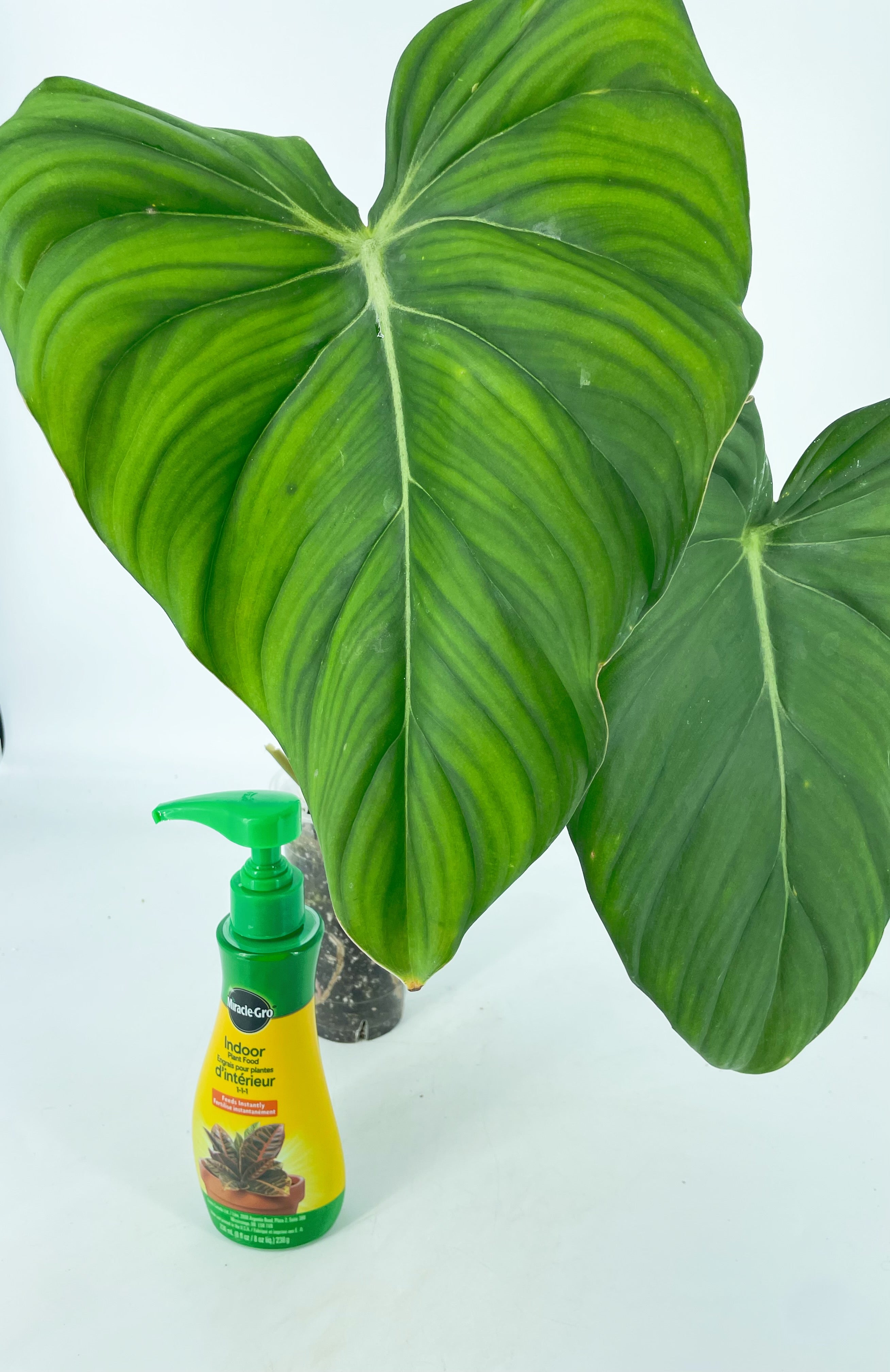 Philodendron McDowell XL *Pick up& GTA Delivery only*