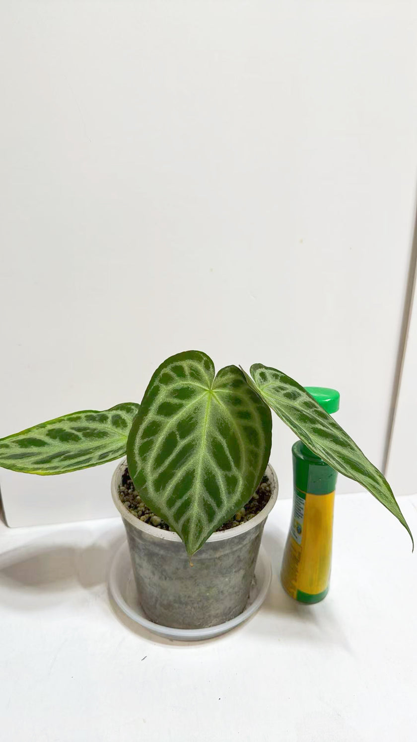 Anthurium Silver Blush XL@Markham Warehouse *GTA Local Delivery& Pick up Only*