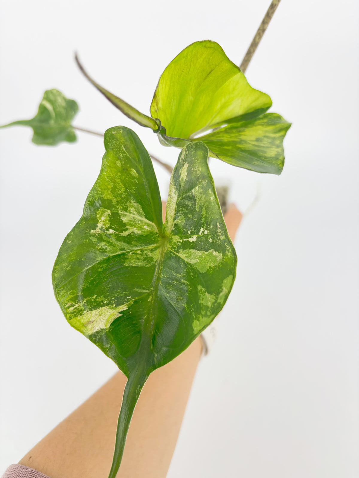 Alocasia Stingray Aurea XXL @BC Warehouse *Local Pick Up&Delivery Only*