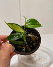 Hoya polyneura inner variegated fishtail @Markham Warehouse
