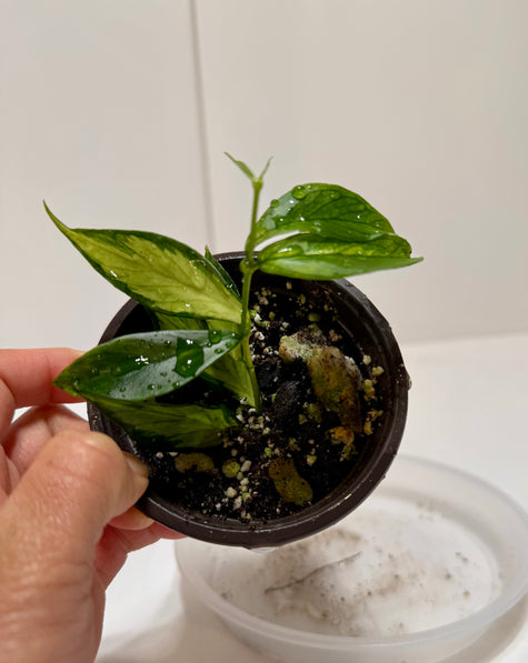 Hoya polyneura inner variegated fishtail @Markham Warehouse