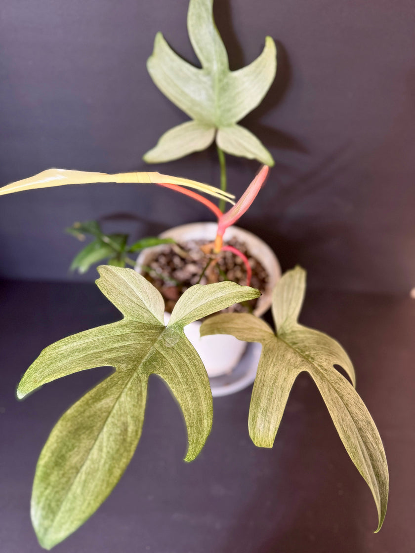 Philodendron Florida Ghost XL *Pick up& GTA Delivery Only*