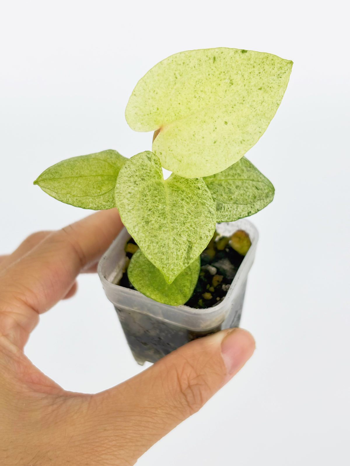 Variegated Anthurium Combo (Crystallinum Var. & Dark Phoenix Mint) @BC Warehouse