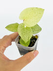 Variegated Anthurium Combo (Crystallinum Var. & Dark Phoenix Mint) @BC Warehouse