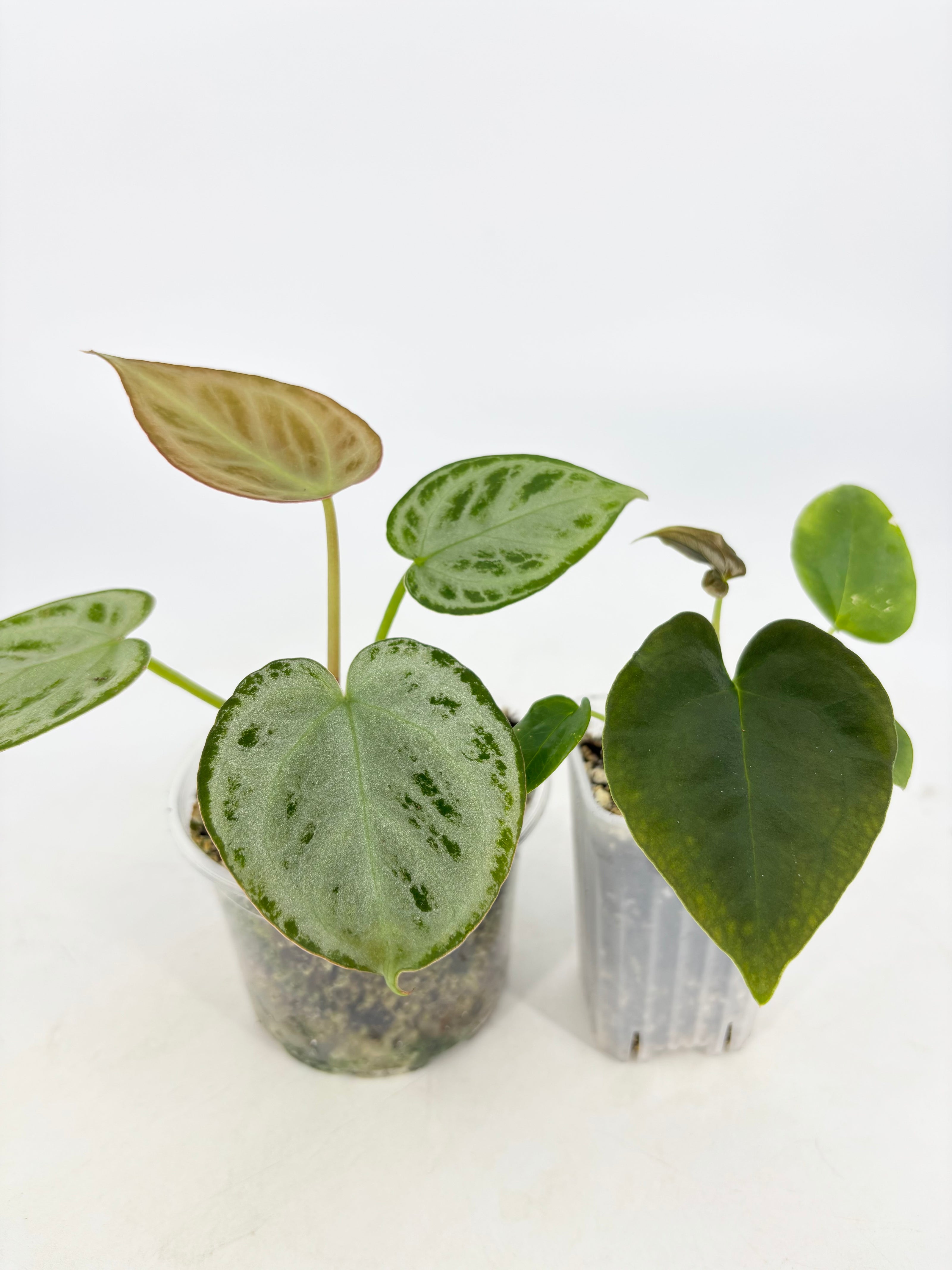 Anthurium Combo (Silver Blush & Papi fsrl x Dark Forgetii)