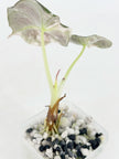 Alocasia Black Velvet Pink@BC Warehouse