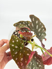 Rare Plant Starter Box @BC Warehouse Local Pick Up & Delivery Only
