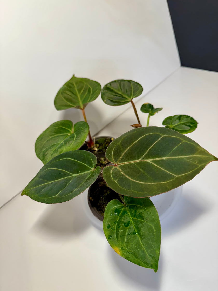 Anthurium King of Spades (KOS) *Multiple Available Random Selection*