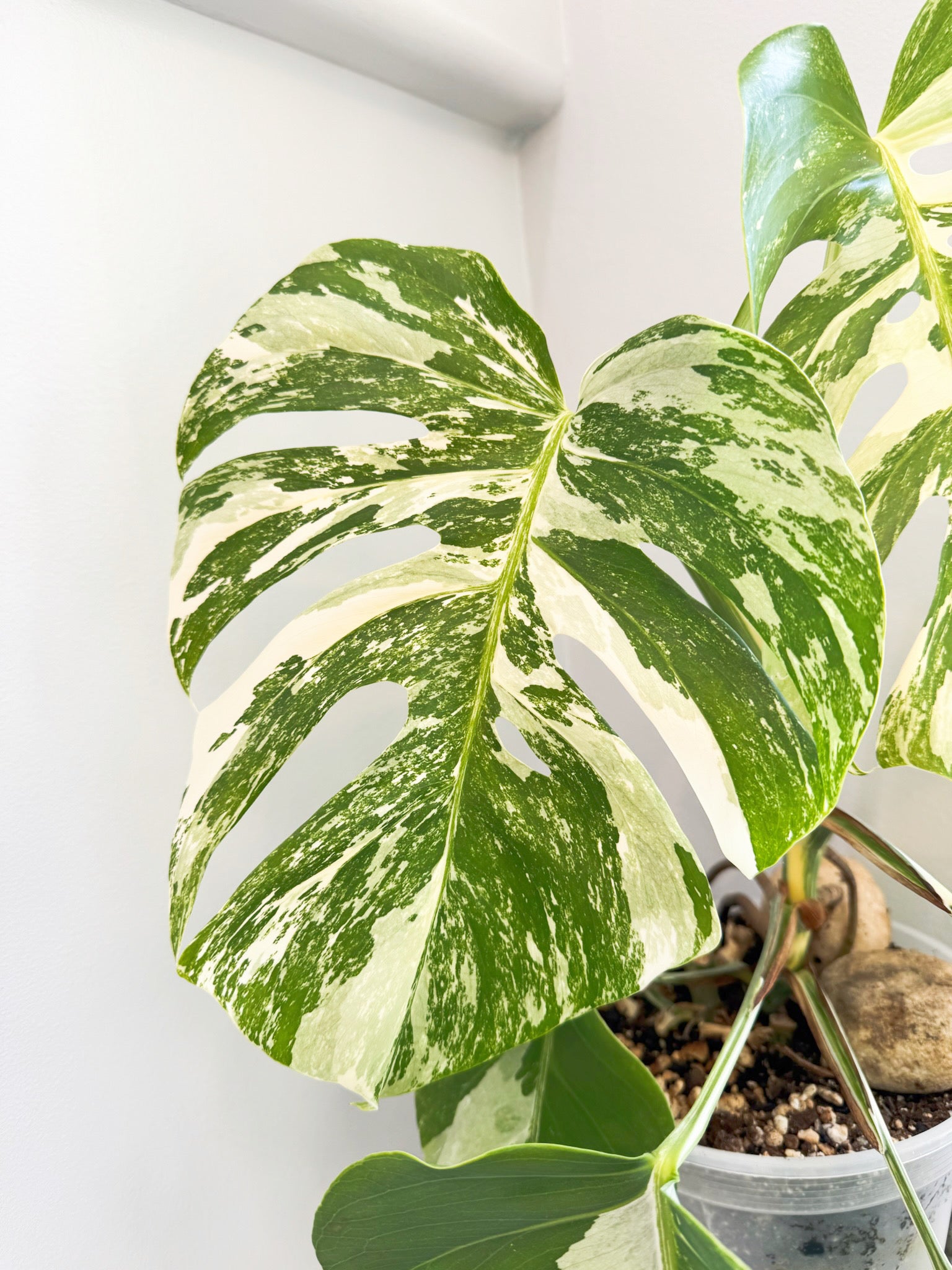 Monstera Albo Holland @ON Warehouse *Pick Up &GTA Delivery Only*