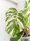 Monstera Albo Holland @ON Warehouse *Pick Up &GTA Delivery Only*
