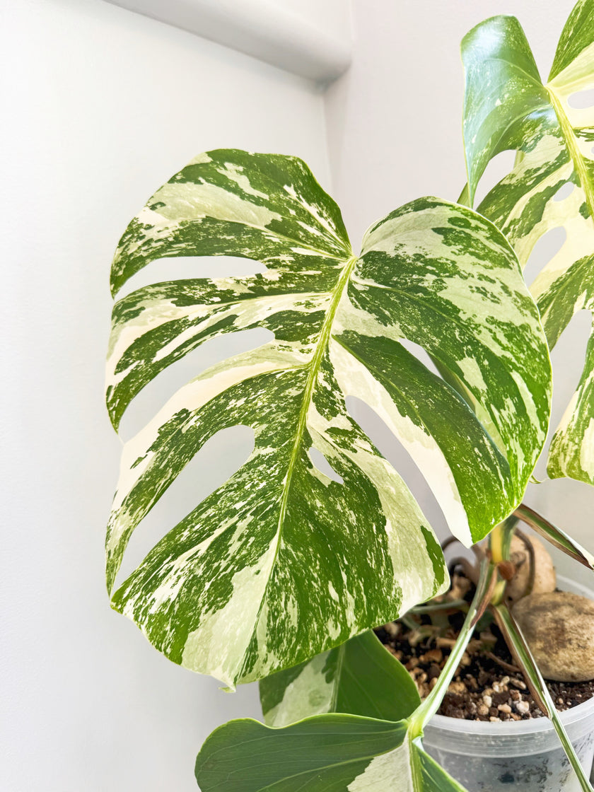 Monstera Albo Holland @ON Warehouse *Pick Up &GTA Delivery Only*