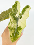 Alocasia Pseudo Sanderiana Var @BC Warehouse