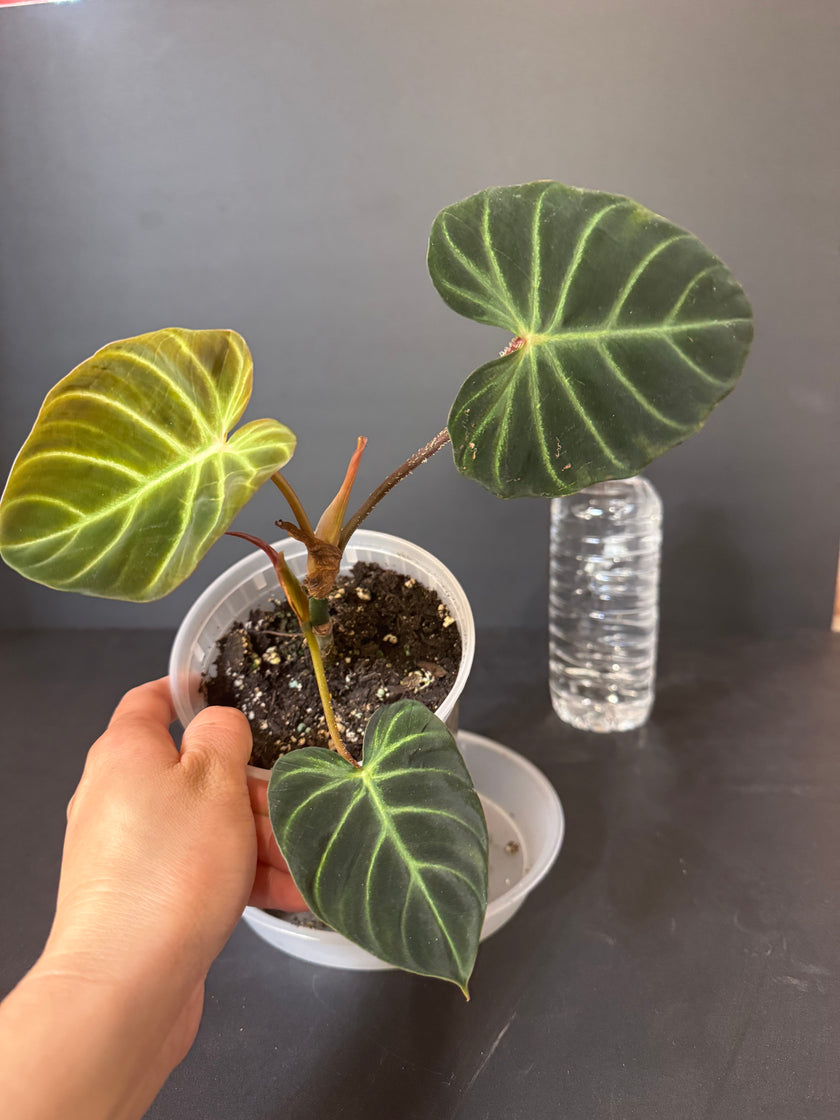 Philodendron Amazon Sunset