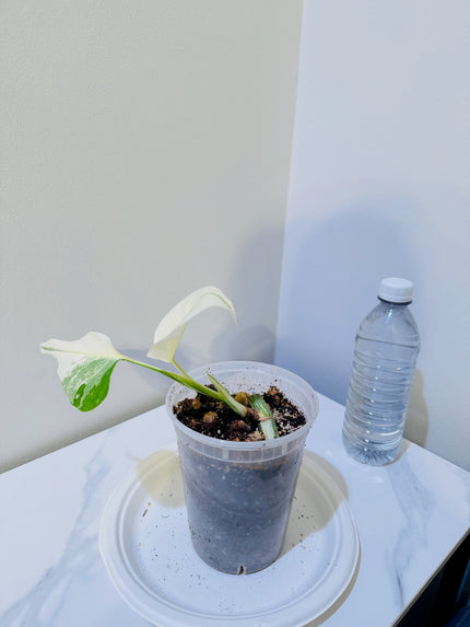 Monstera Albo -Japan