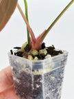 Anthurium Combo (Papi fsrl x Forgetti, Tezula AOS DF x Papi fsrl)@BC Warehouse
