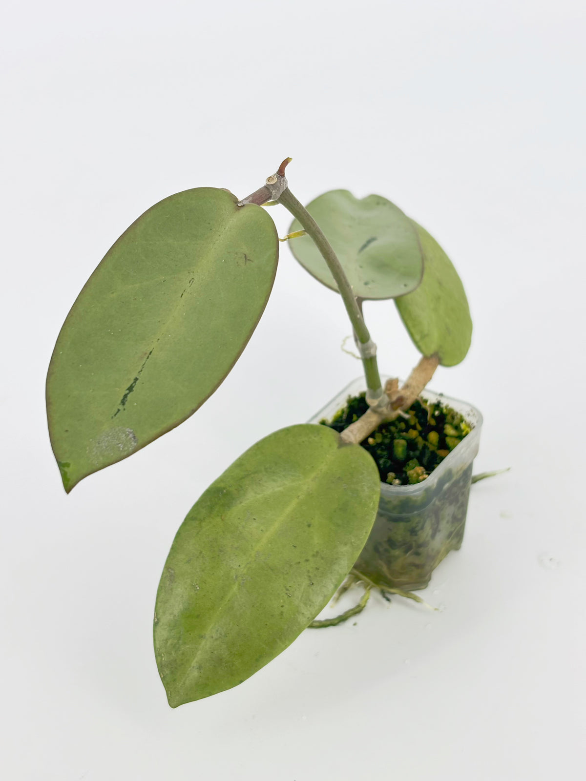 Hoya Silver Dollar@BC Warehouse