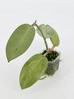 Hoya Silver Dollar@BC Warehouse