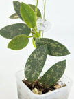 Hoya Thomsonii Pink@BC Warehouse