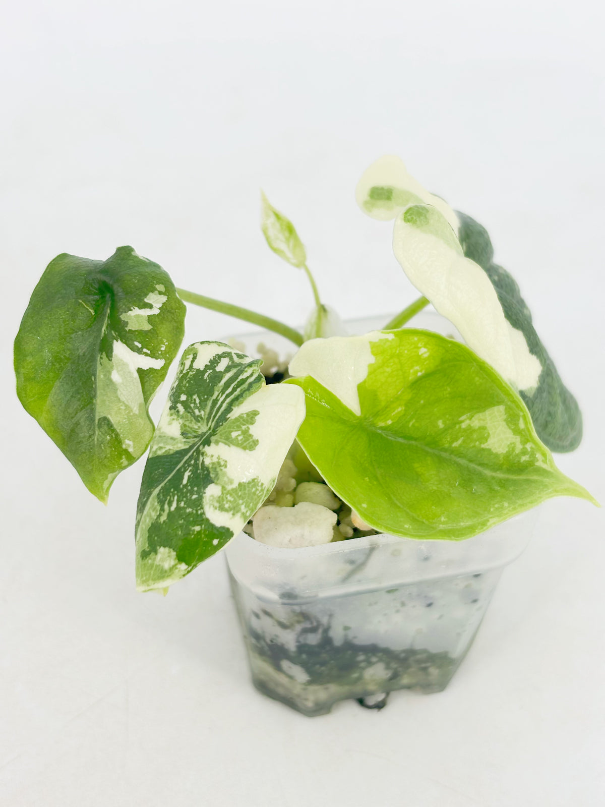 Alocasia Melo Albo@BC Warehouse