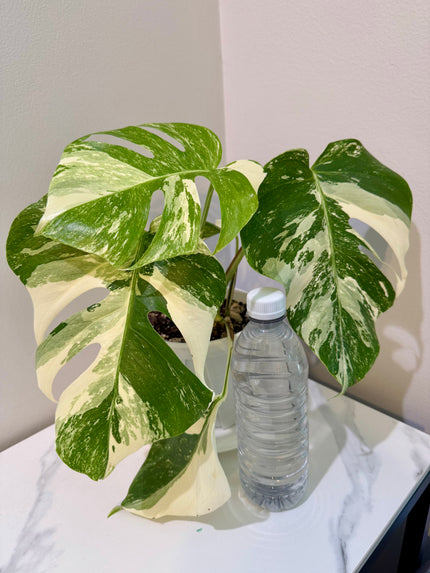 Monstera Albo -Japanese