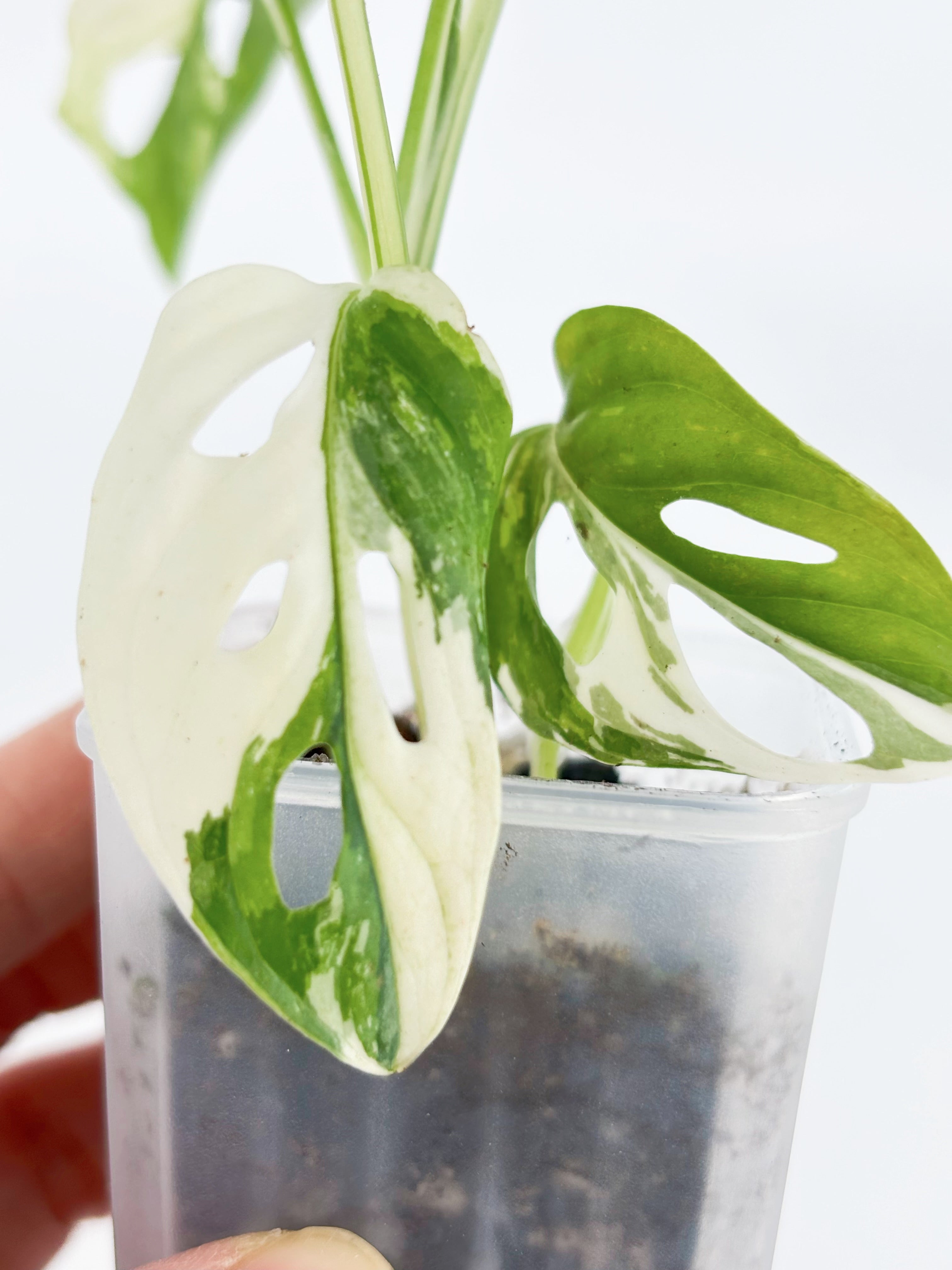 Monstera Adansonii Tricolor@BC Warehouse