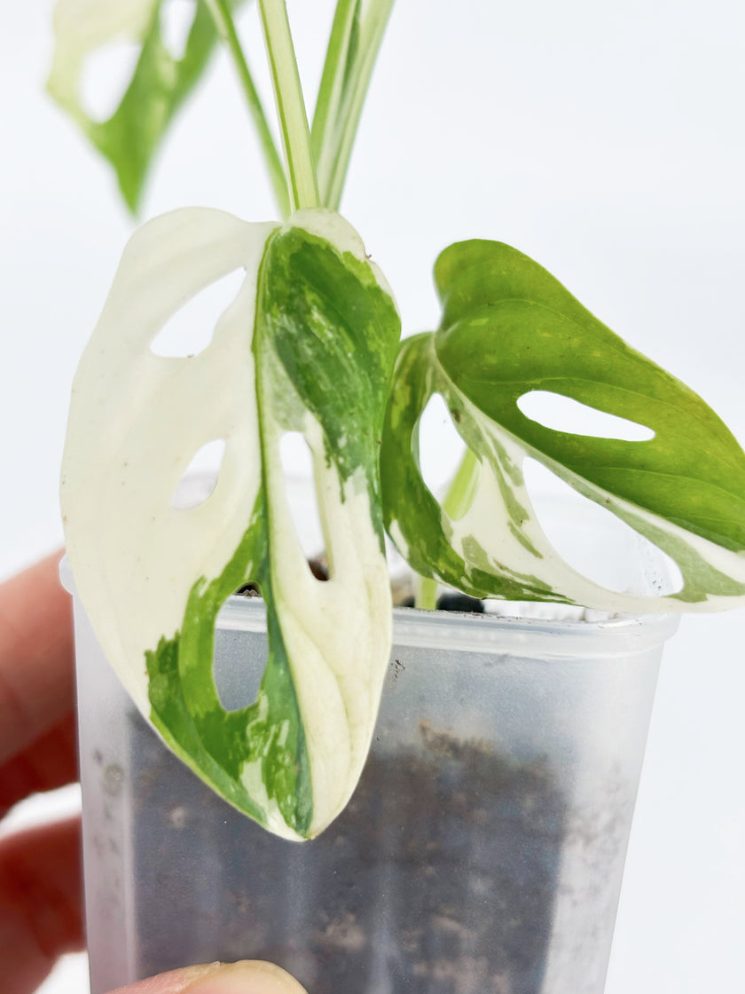 Monstera Adansonii Tricolor@BC Warehouse