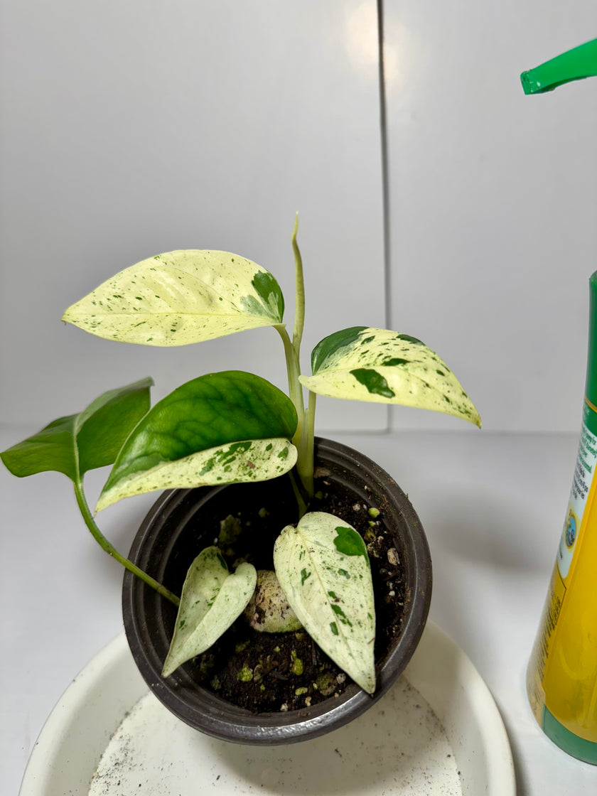 *Grower’s Choice* Epipremnum Pinnatum Marble