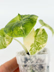Alocasia Melo Aurea@BC Warehouse
