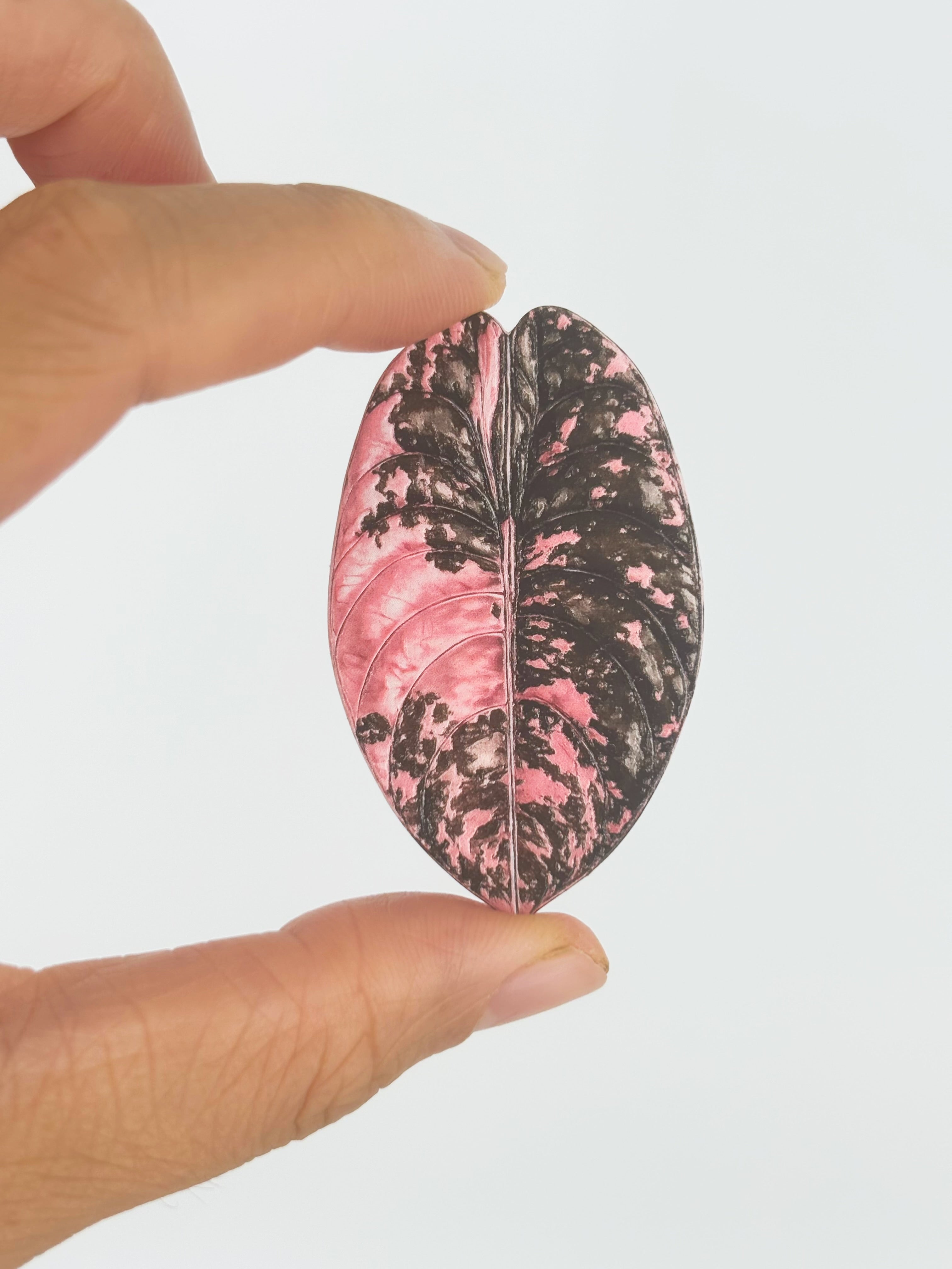 Tropical Leaf Magnet — Alocasia Series