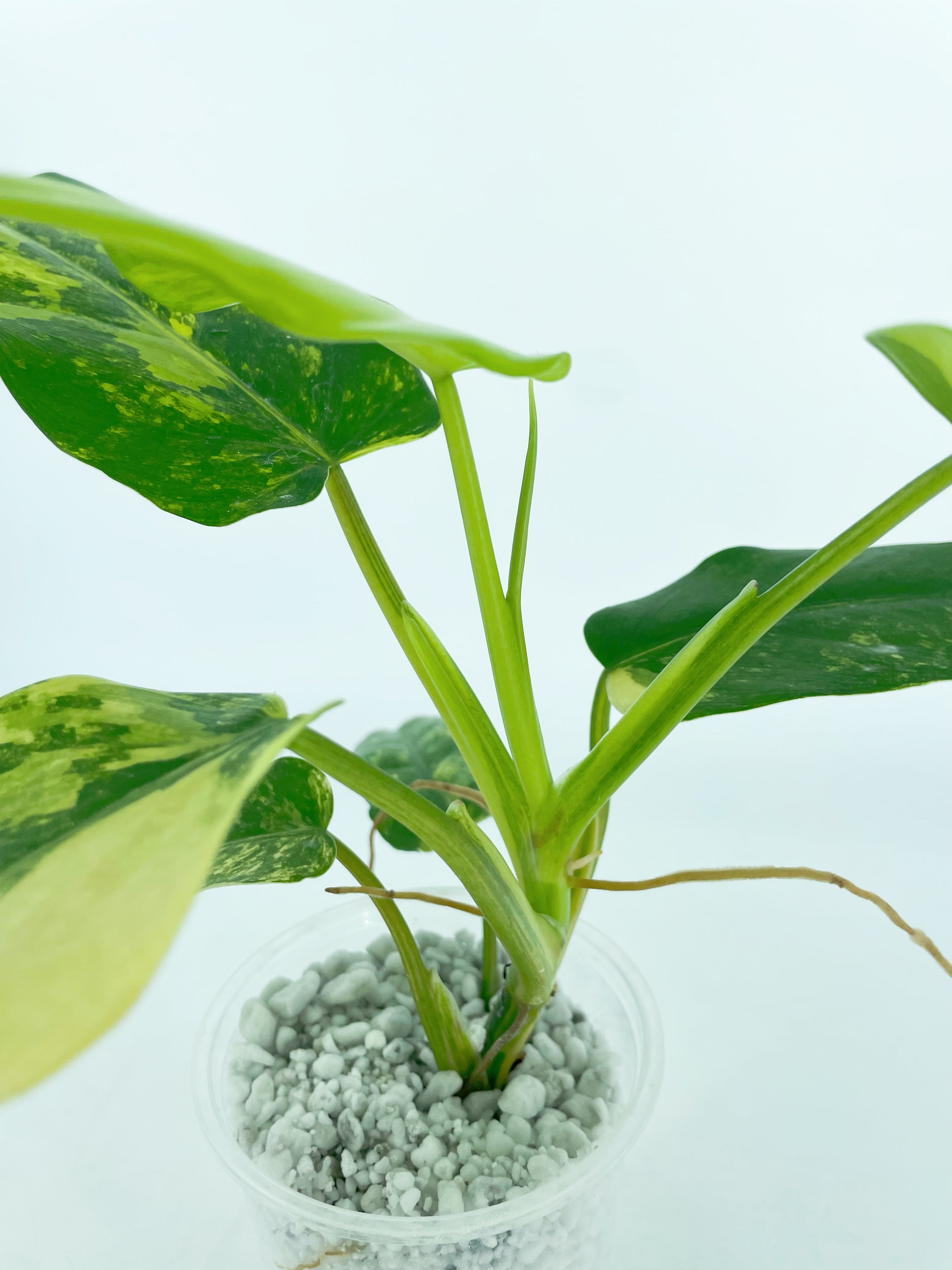 Philodendron Domesticum Var