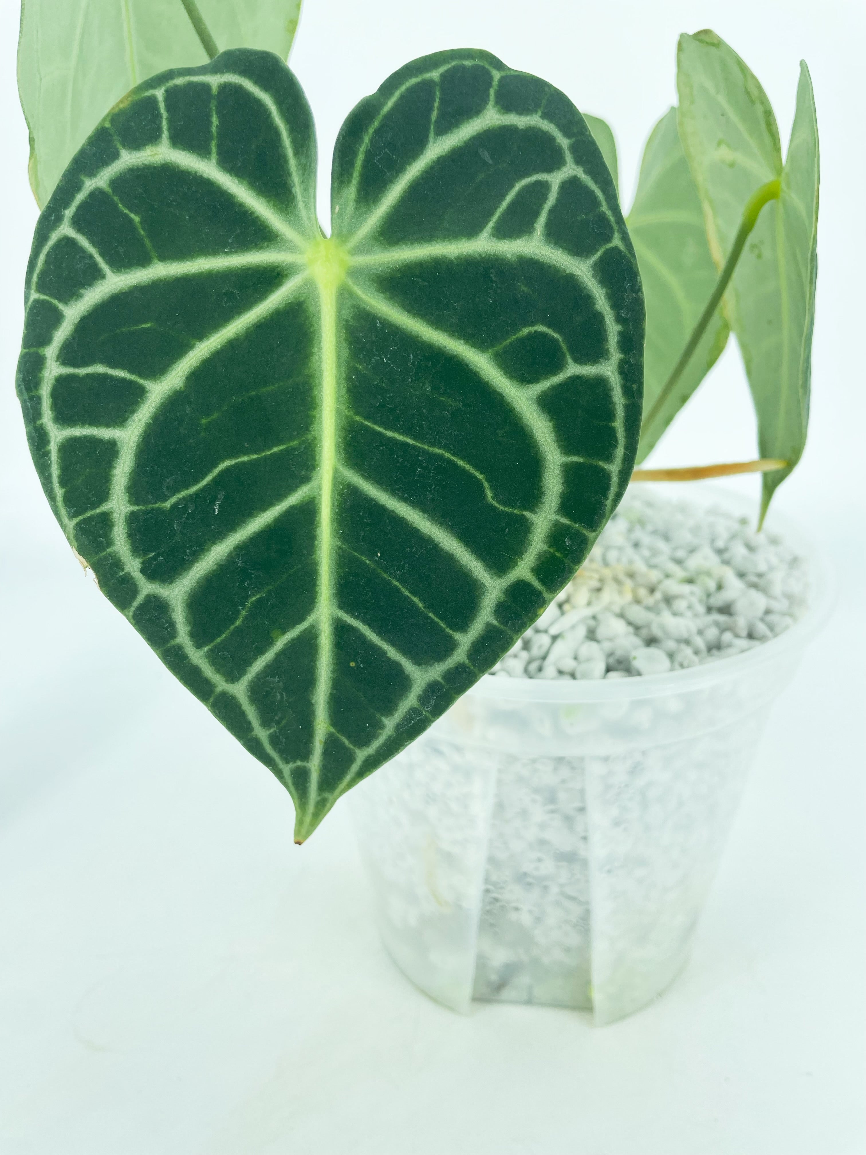 Anthurium Clarinervium *Pick up& Local Delivery Only*