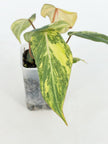 Philodendron Gloriosum Tricolor@BC Warehouse