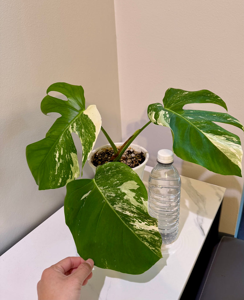 Monstera Albo
