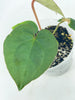 Anthurium Lux x Dark Crystallinum *Multiple Available*