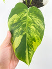 Monstera Aurea