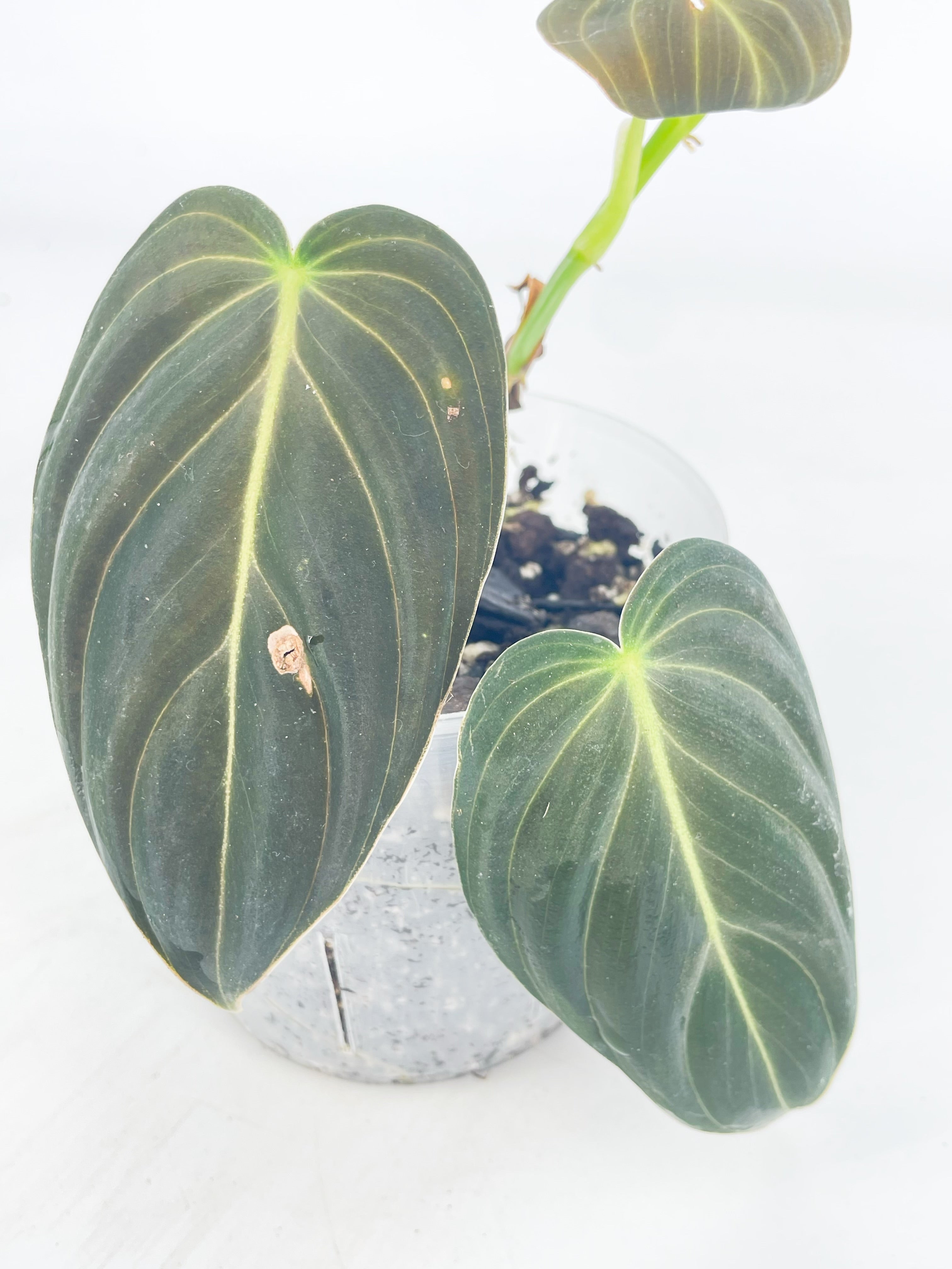 Philodendron Melanochrysum