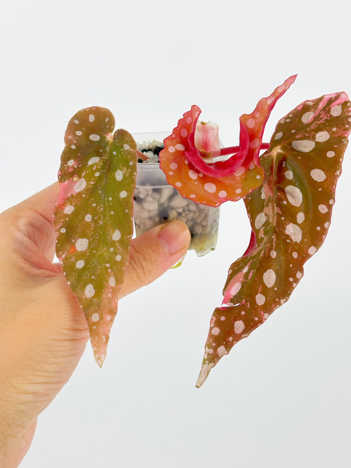 Begonia combo (Darth x Maloch & Pink Maculata) @BC Warehouse