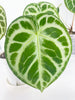 Anthurium Beginners Combo (Dorayaki& Crystallinum) *Pick up& Local Delivery Only*