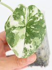 Alocasia Melo Albo@BC Warehouse