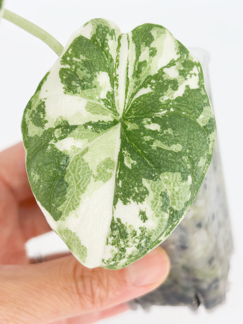 Alocasia Melo Albo@BC Warehouse