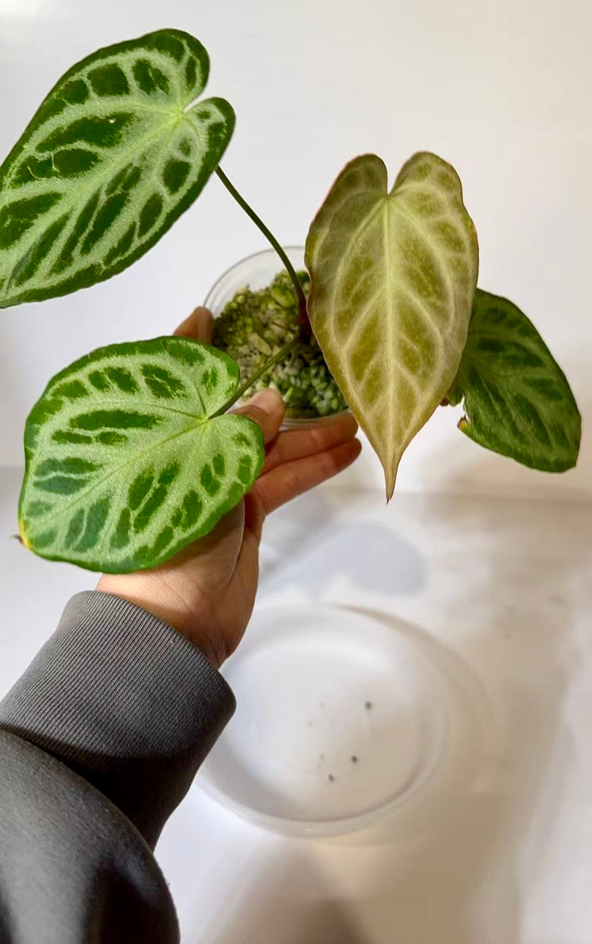 Anthurium Silver Blush (3 inch pot)*Multiple Available Random Selection*