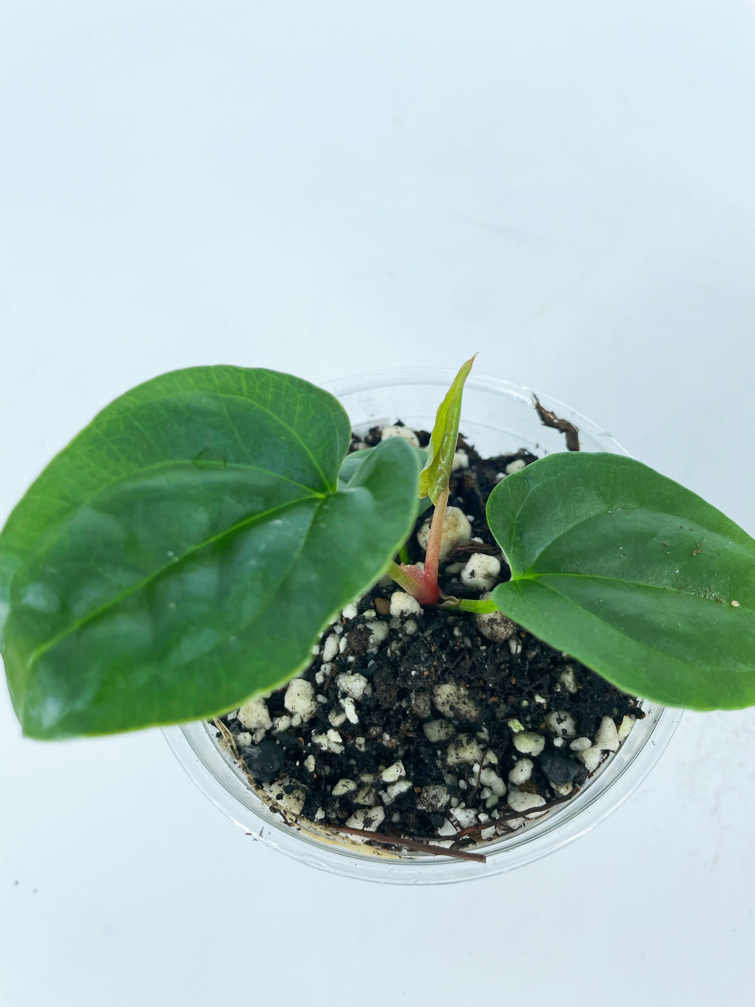 Anthurium Luxurians Delux hybrid combo (multiple available)