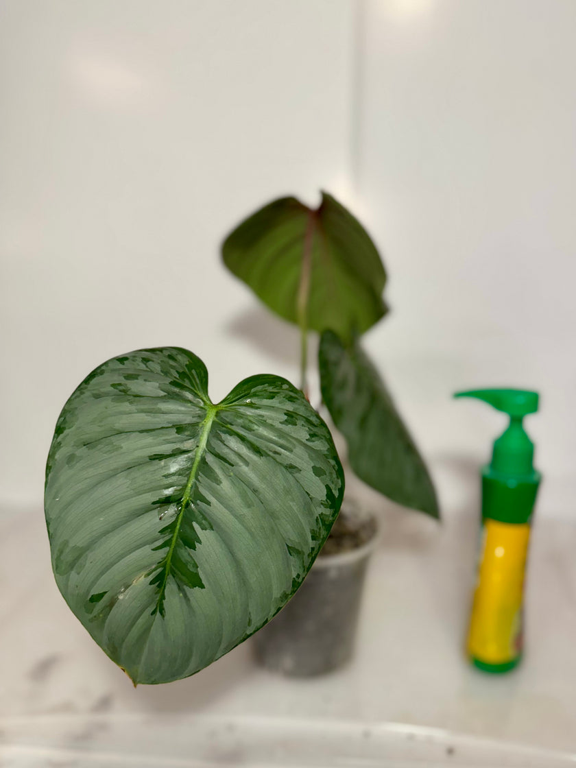 Philodendron Sodiroi