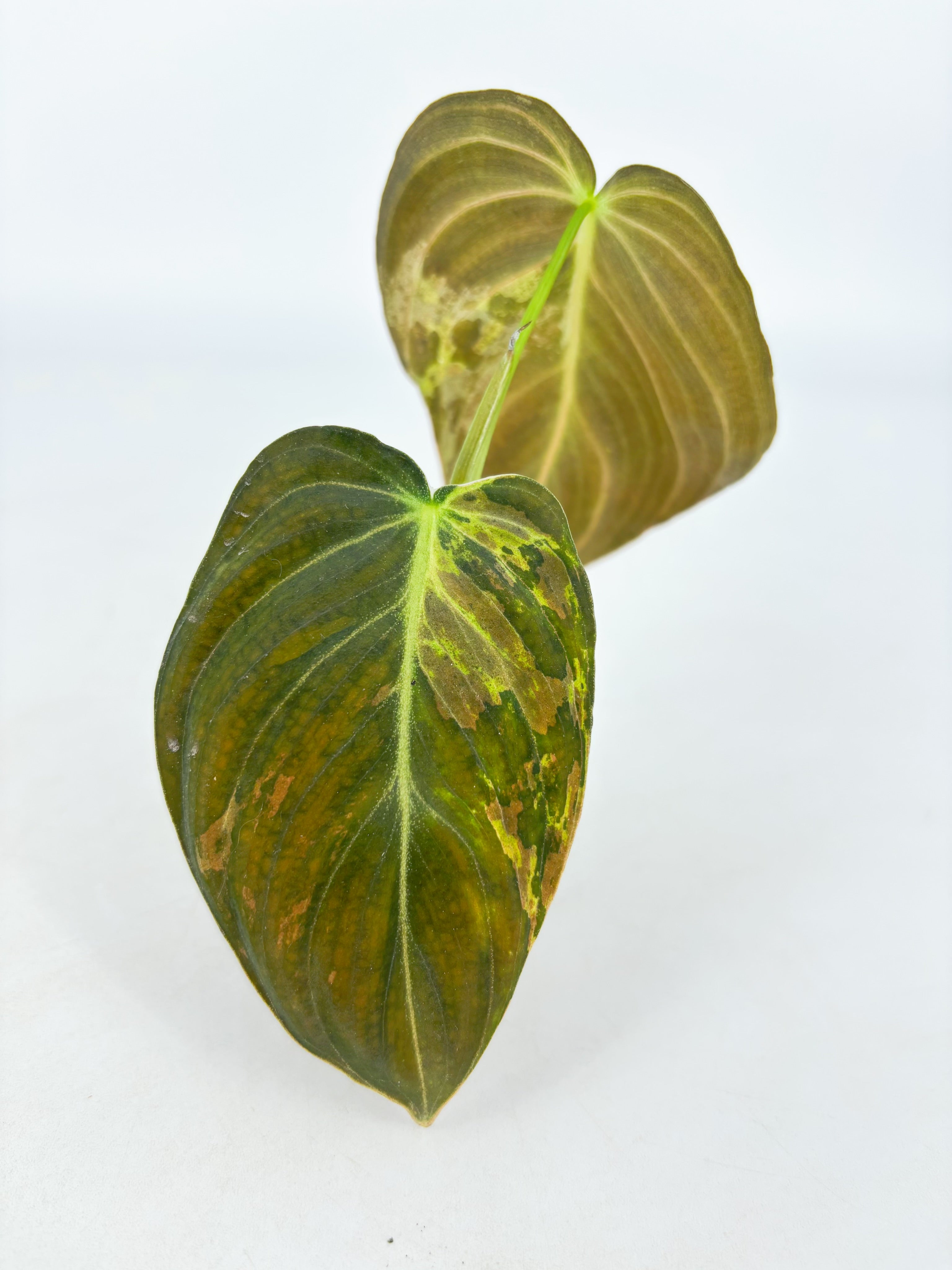 Philodendron Melanochrysum Var@BC Warehouse